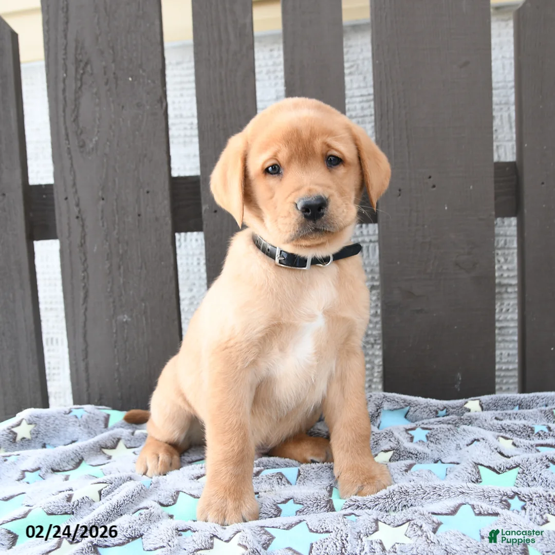 Labrador Retriever dogs for sale: Scout - Ad 1