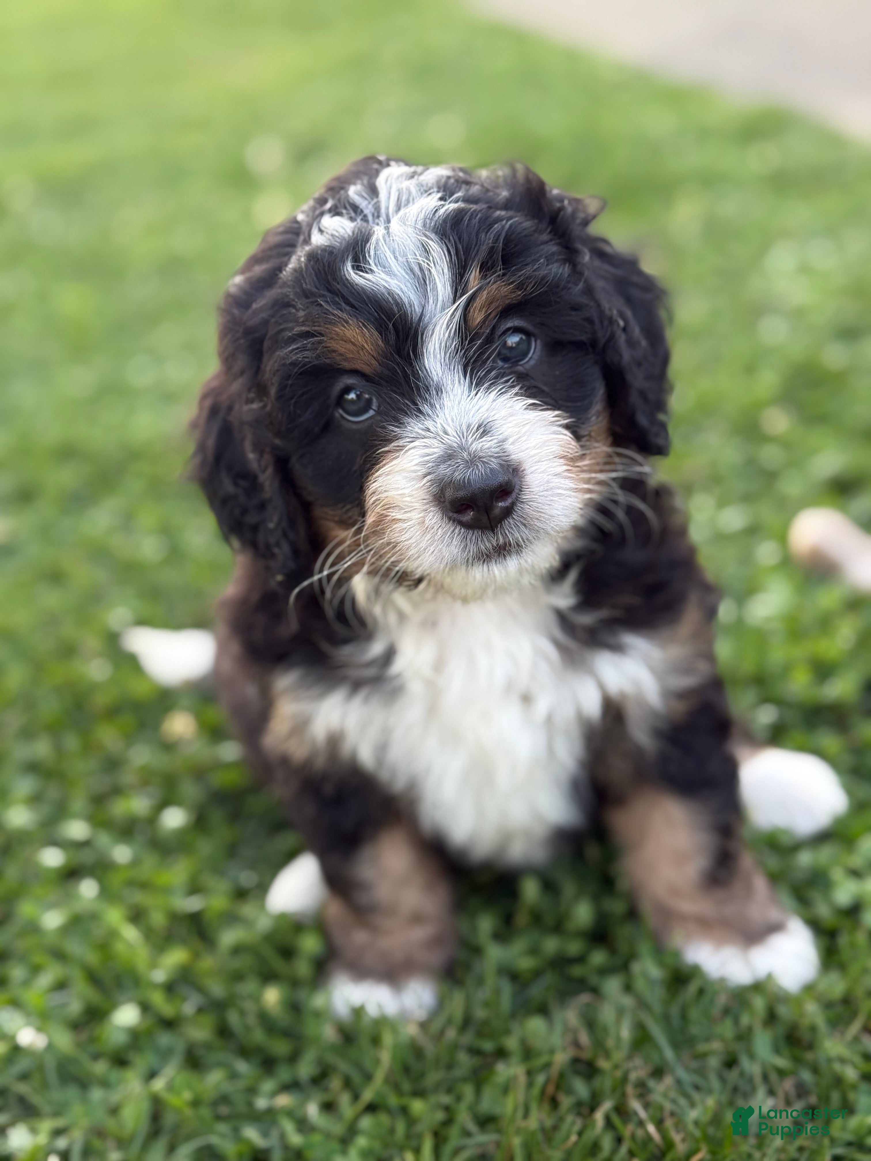Mini Bernedoodle dogs Ranger - Ad 1