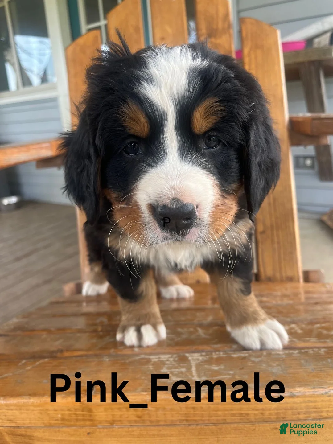 Bernese Mountain Dog dogs for sale: Pink - Ad 2