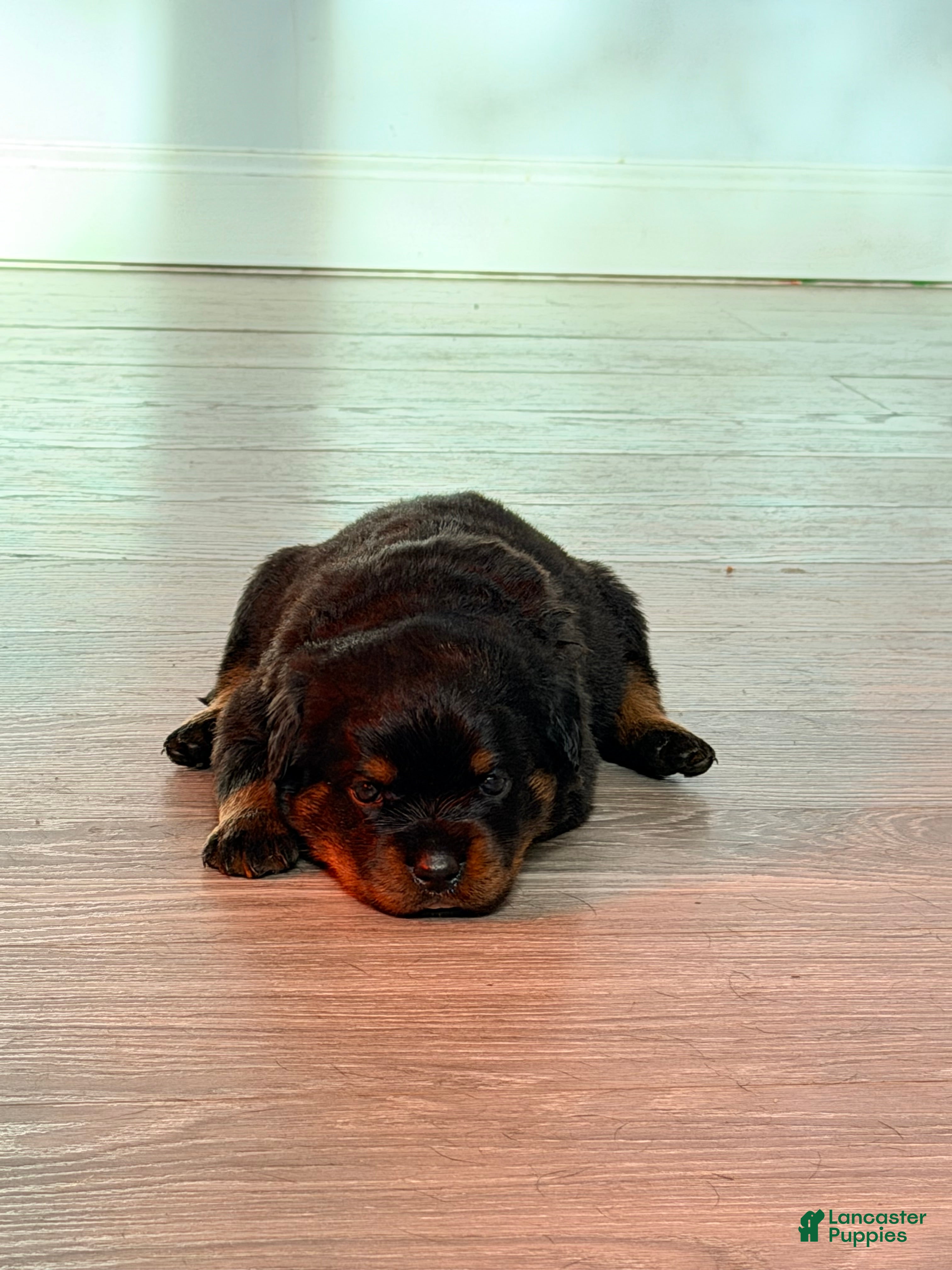 Rottweiler dogs Rottweiler 9 - Ad 12