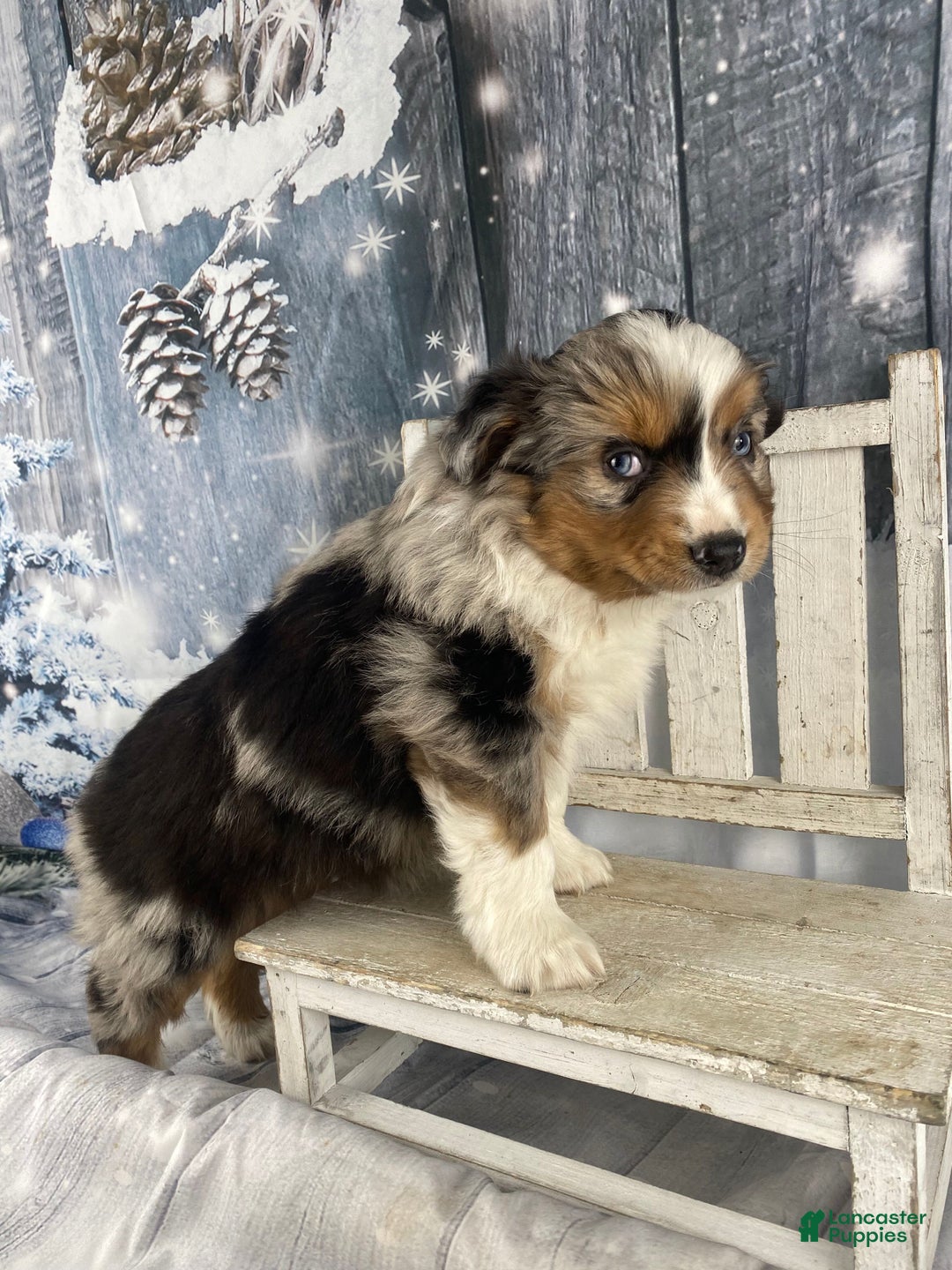 Australian Shepherd dogs for sale: Sterling - Ad 12