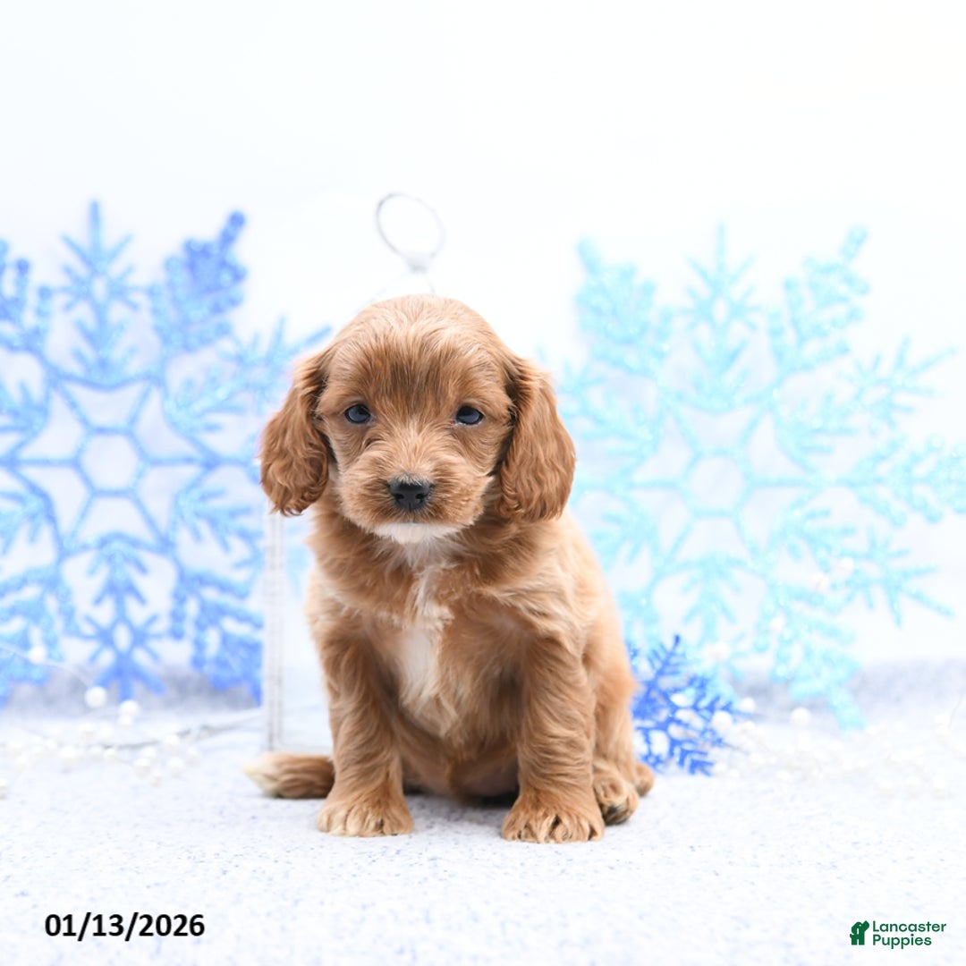 Cockapoo dogs for sale: Olivia - Ad 4