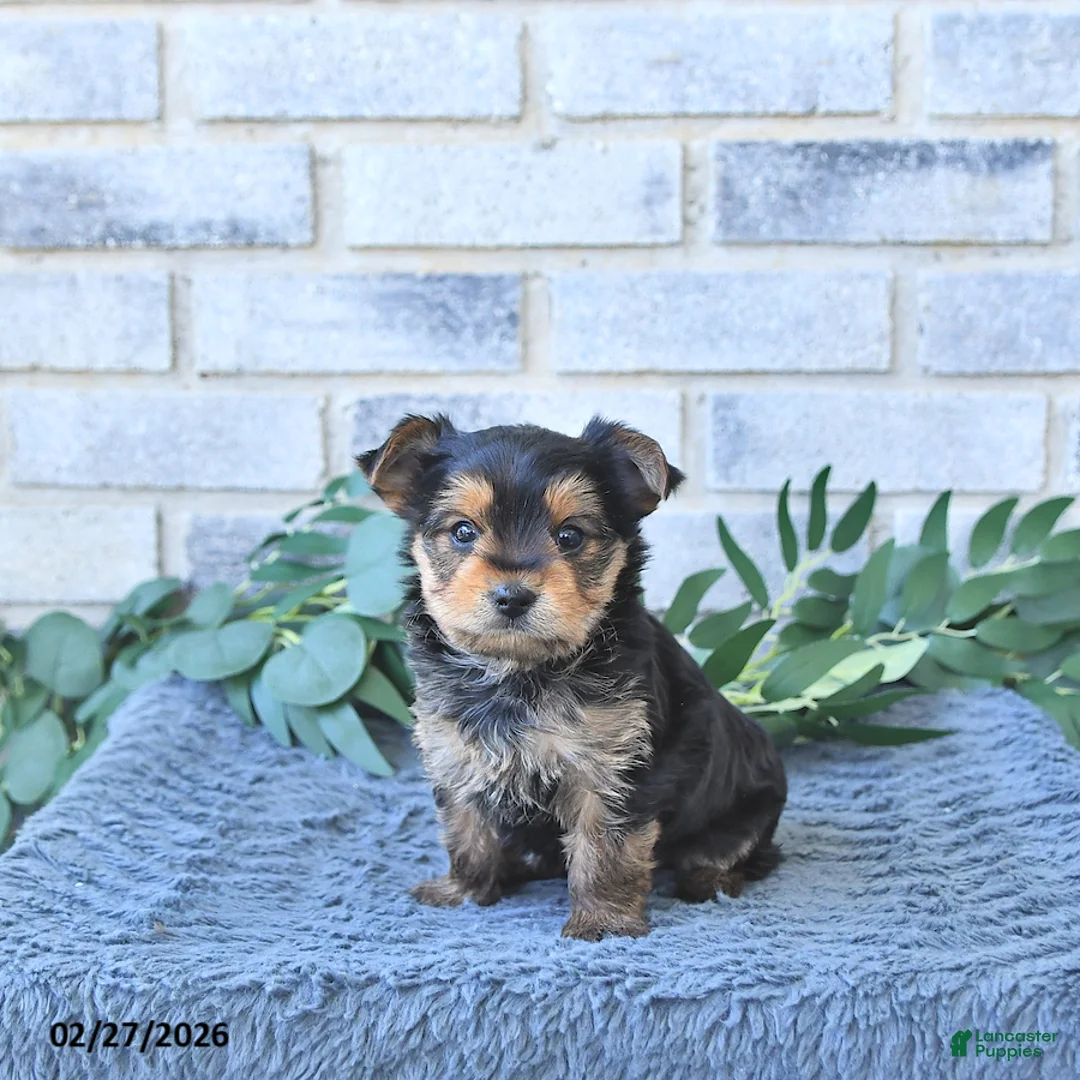 Yorkshire Terrier dogs for sale: Thor     EXTRA SMALL - Ad 1