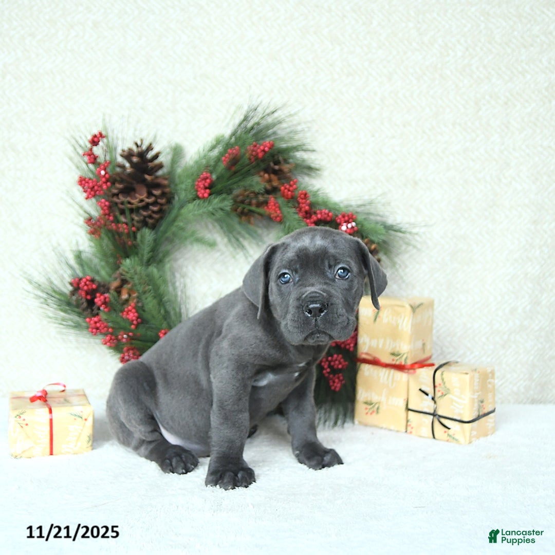 Cane Corso dogs for sale: Max - Ad 10