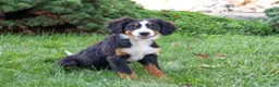 Bernese Mountain Dog dogs for sale: Liberty - Ad 2