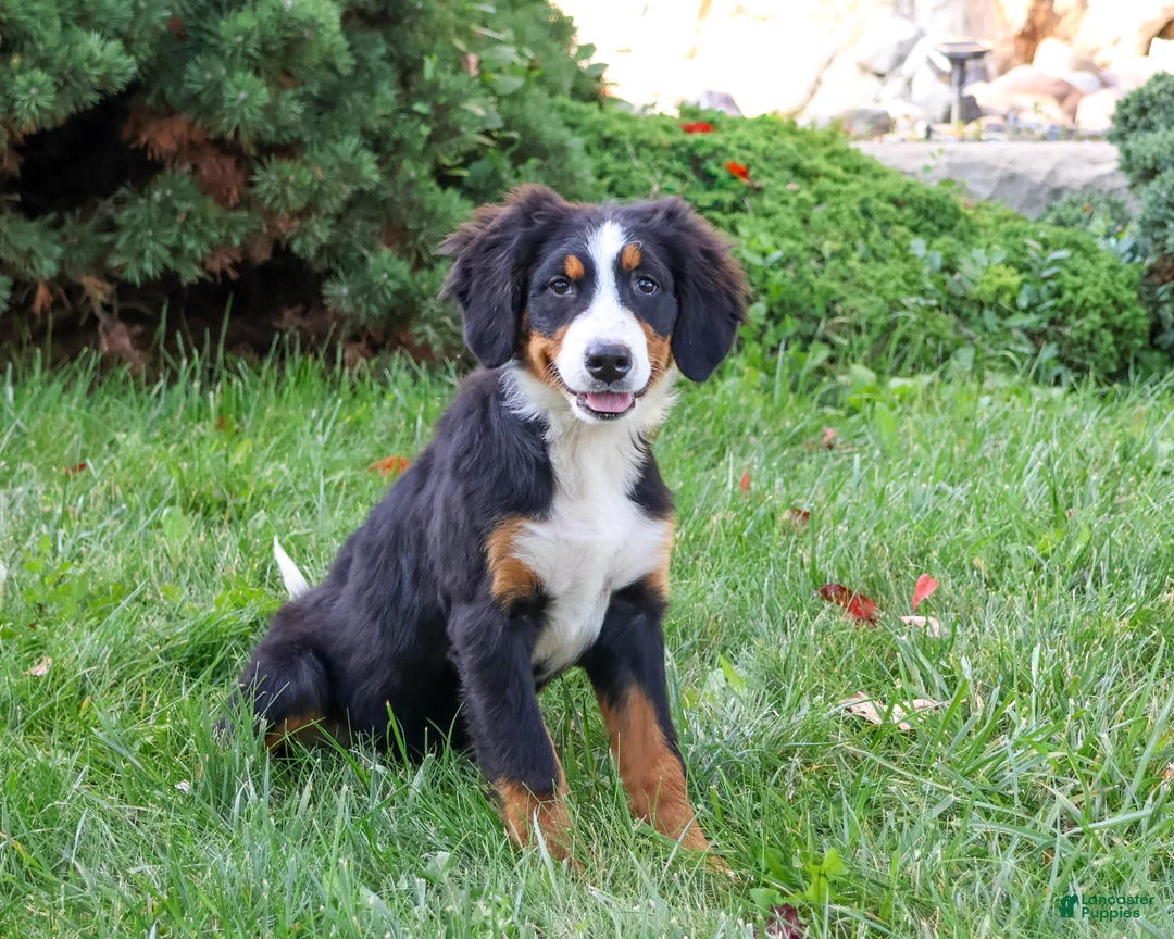 Bernese Mountain Dog dogs for sale: Liberty - Ad 2