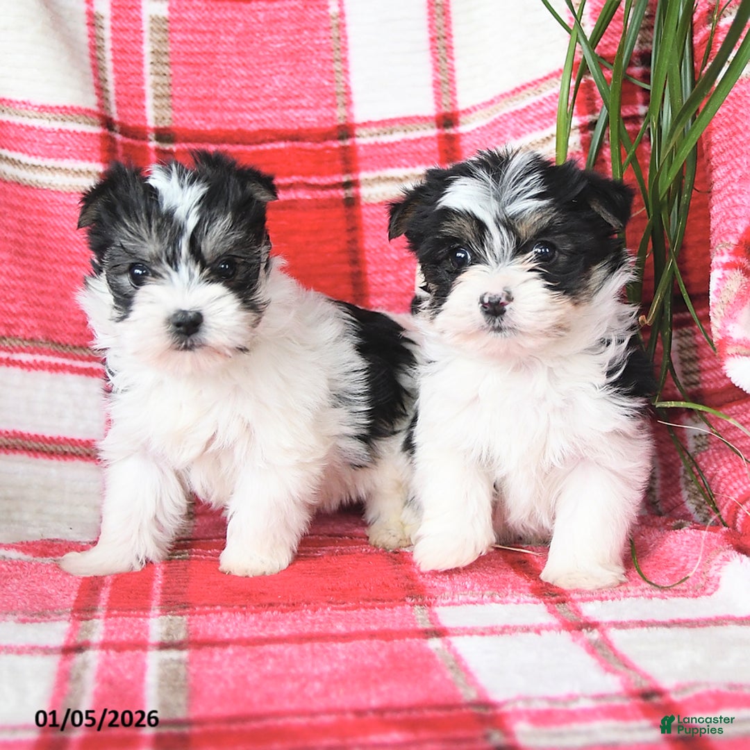 Morkie dogs for sale: Rocket - Ad 5