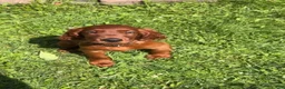 Irish Setter dogs for sale: Orange collar  - Ad 7