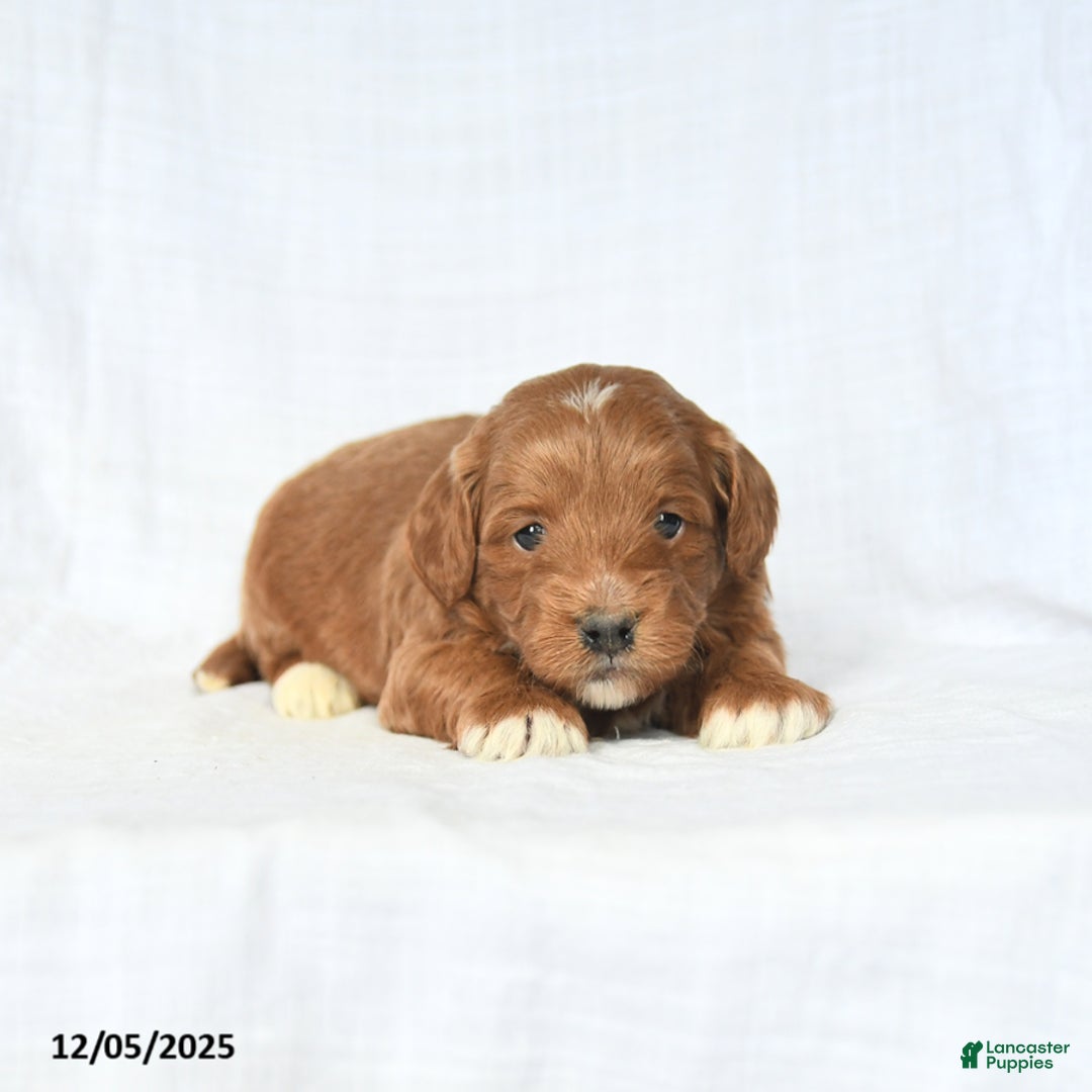 Mini Goldendoodle dogs for sale: Leo - Ad 4