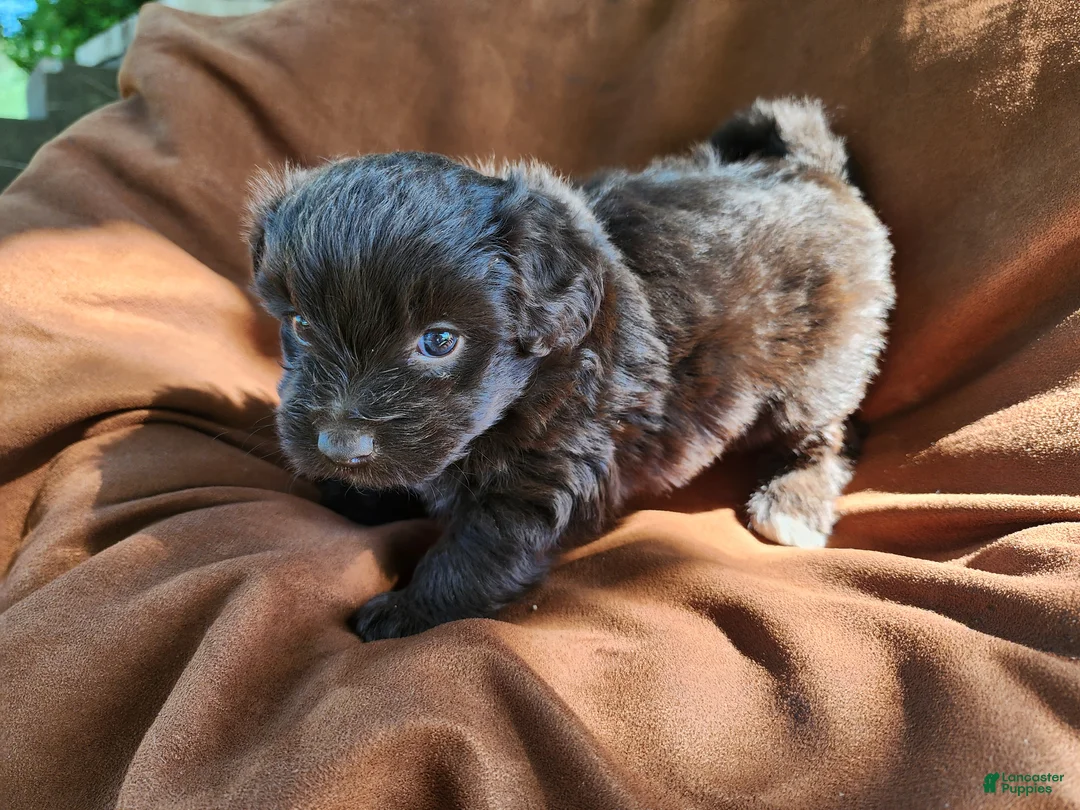 Pomapoo dogs for sale: Socks - Ad 1