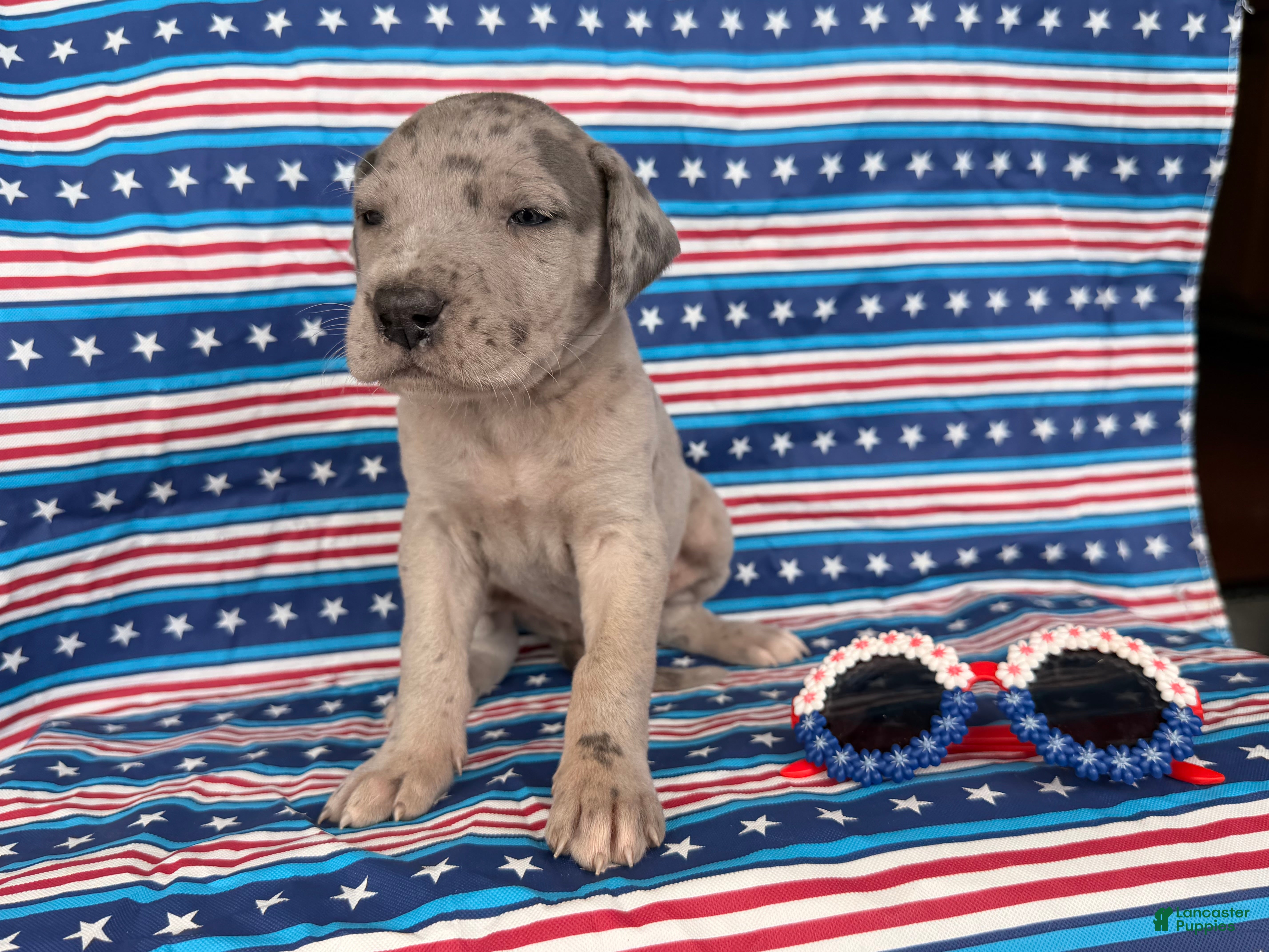 Great Dane dogs Pansy Great Dane  - Ad 1