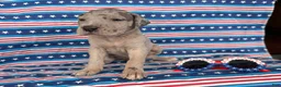 Great Dane dogs for sale: Pansy Great Dane  - Ad 1