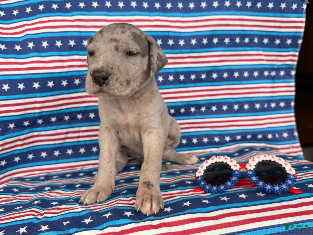 Great Dane dogs for sale: Pansy Great Dane  - Ad 1