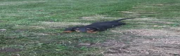Miniature Dachshund dogs for sale: Thunder - Ad 3