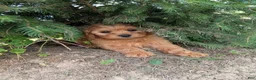 Mini Goldendoodle dogs for sale: Chloe  - Ad 5