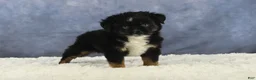 Toy Australian Shepherd dogs for sale: Banjo - Ad 13