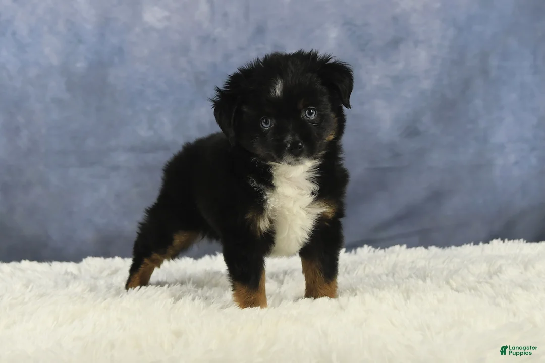 Toy Australian Shepherd dogs for sale: Banjo - Ad 13