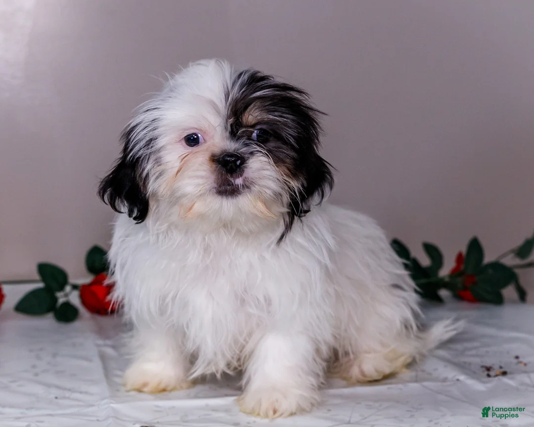 Shih Tzu dogs for sale: Lanceton - Ad 7