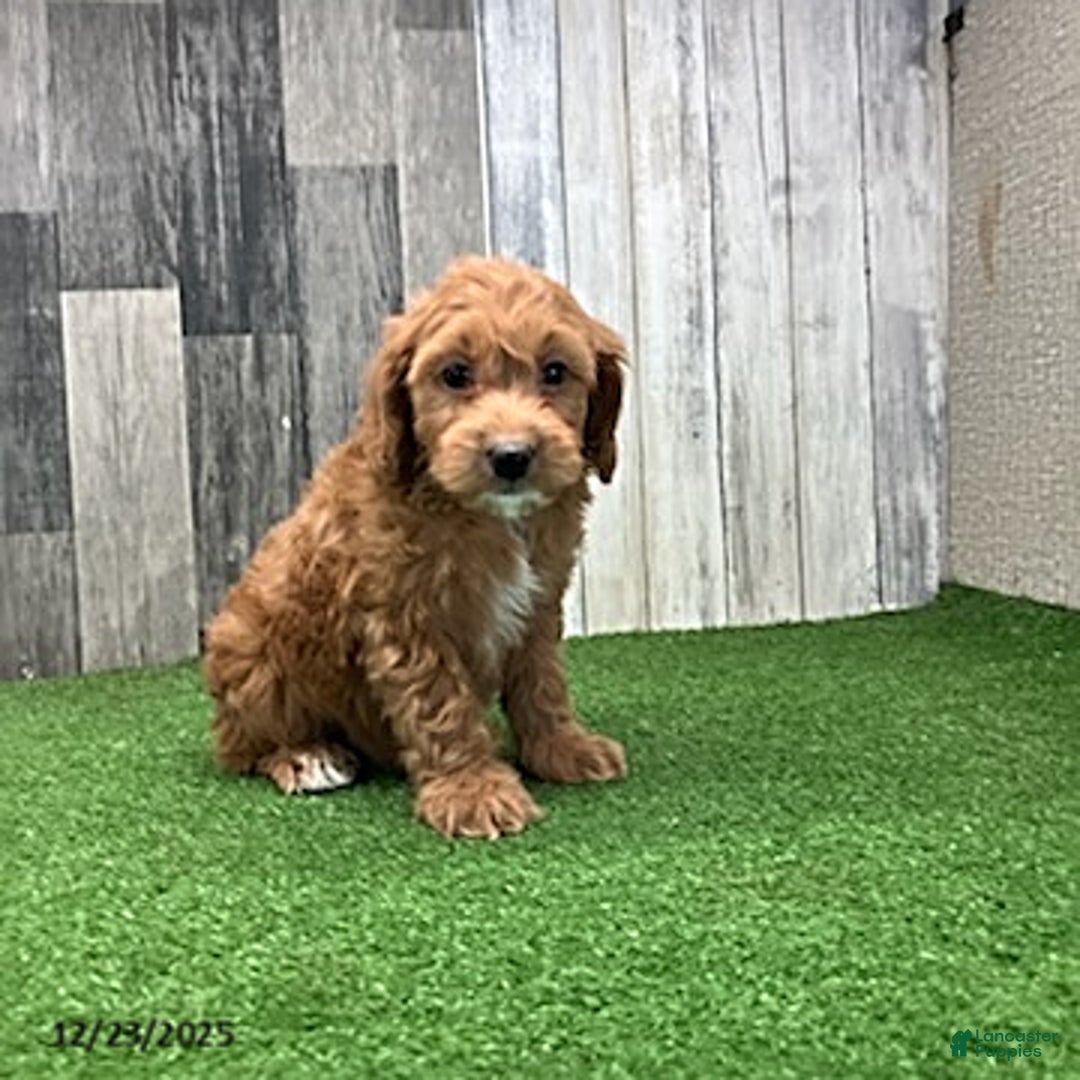 Mini Goldendoodle dogs for sale: Kenny - Ad 5