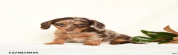 Miniature Dachshund dogs for sale: Cherish - Ad 4
