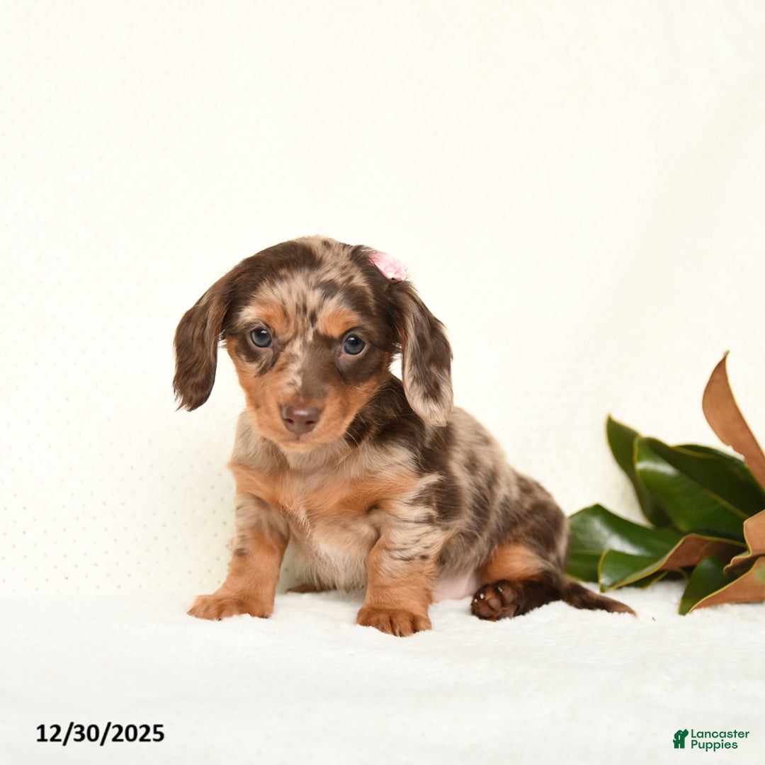 Miniature Dachshund dogs for sale: Cherish - Ad 4