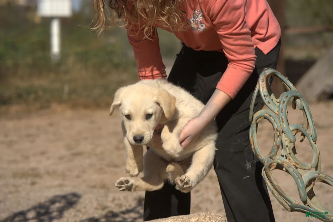 Mixed Breed dogs for sale: Toes M Lorek - Ad 7