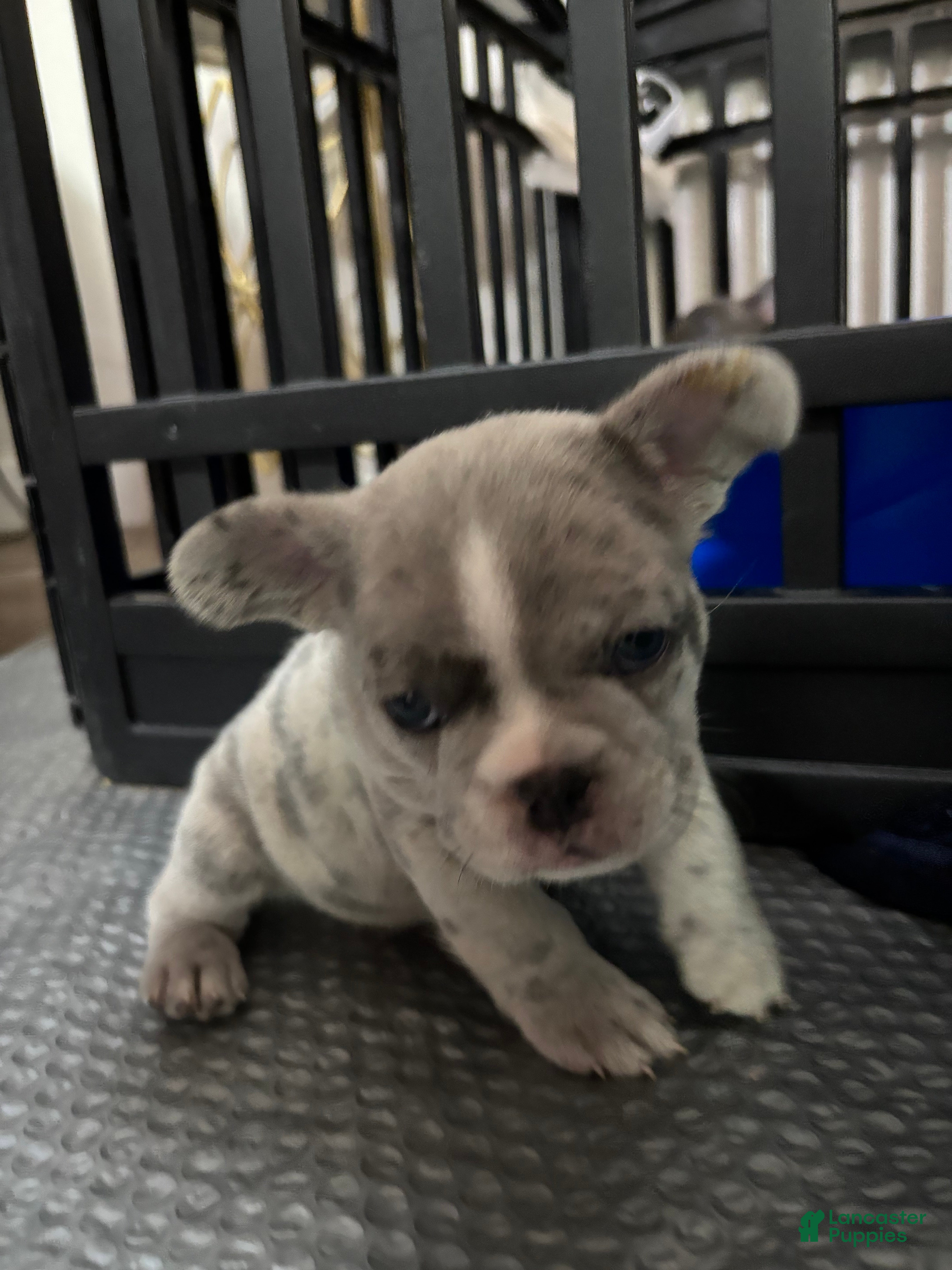 French Bulldog dogs Shortcake - Ad 1