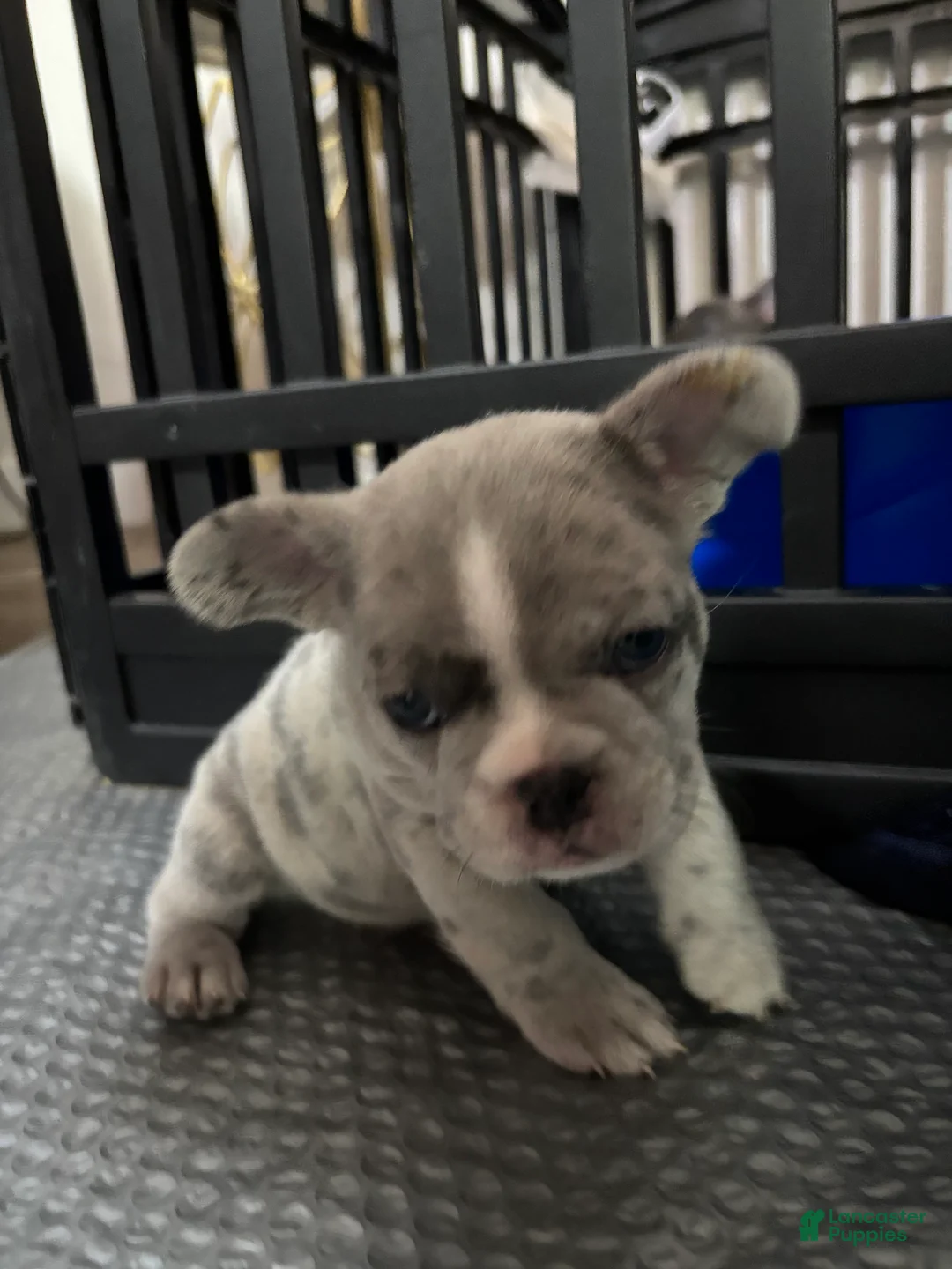 French Bulldog dogs for sale: Shortcake - Ad 1