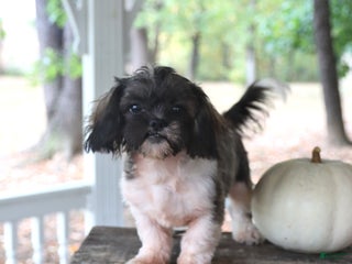 Shih Tzu dogs - Ad 41
