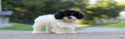 Cavapoo dogs for sale: Rubble - Ad 5