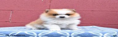 Nick 