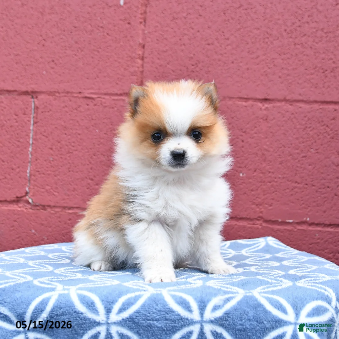 Pomeranian dogs for sale: Nick  - Ad 1