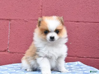 Pomeranian dogs for sale: Nick - Ad 2