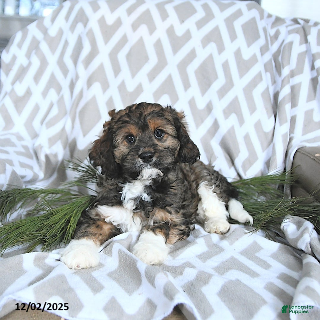 Cavapoo dogs for sale: Santa   - Ad 1