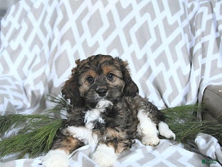 Cavapoo dogs Santa - Ad 14