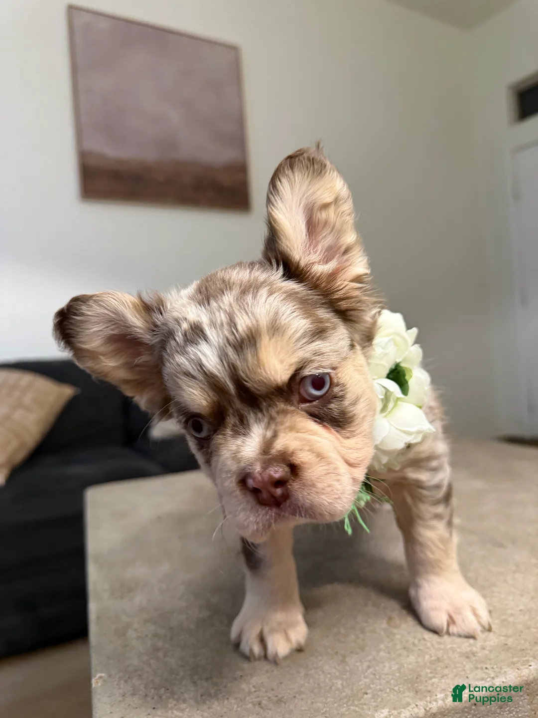 French Bulldog dogs for sale: French Bulldog Puppy 5 - Ad 2