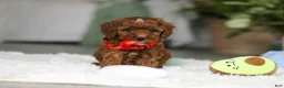 Cavapoo dogs for sale: Bear - Ad 11