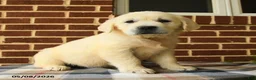 Golden Retriever dogs for sale: Peggy - Ad 1