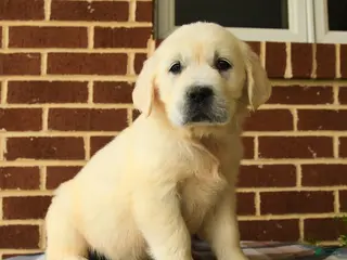 Golden Retriever dogs for sale: Peggy - Ad 2