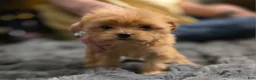 Chorkie dogs for sale: Brownie - Ad 3