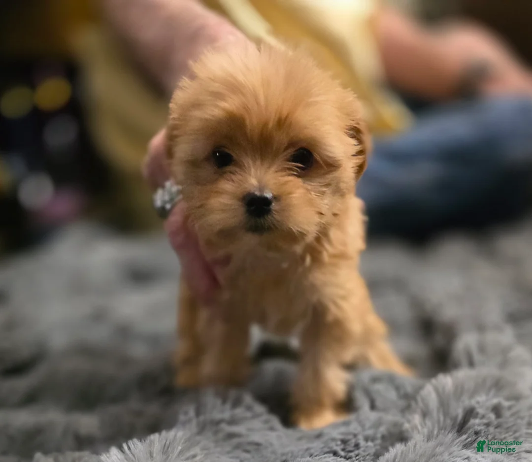 Chorkie dogs for sale: Brownie - Ad 2