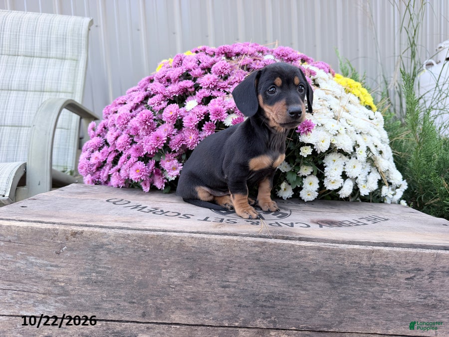 Miniature Dachshund dogs for sale: Daisy - Ad 2
