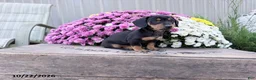 Miniature Dachshund dogs for sale: Daisy - Ad 2