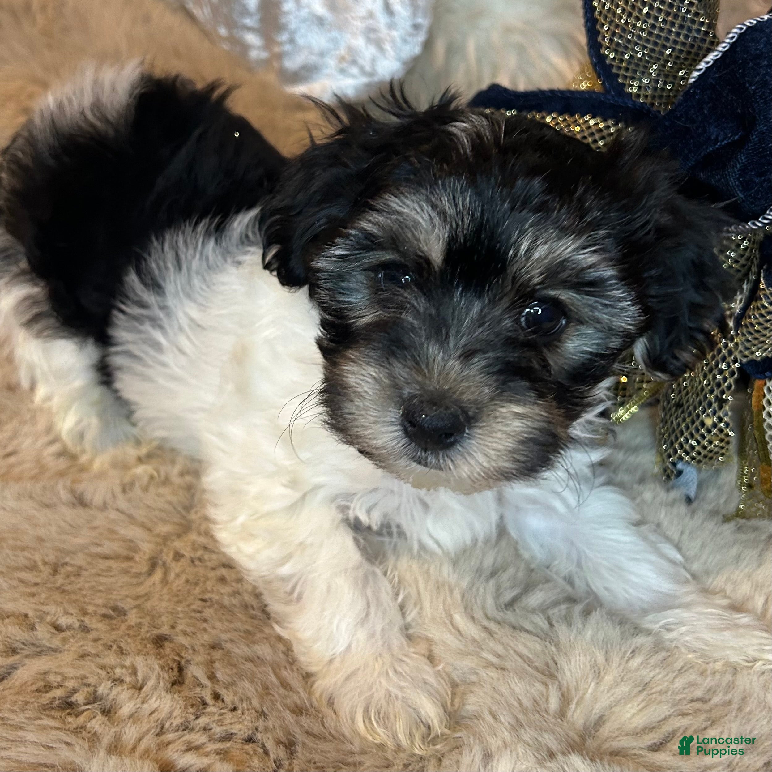 Morkie dogs Ollie - Ad 9
