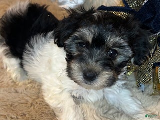 Morkie dogs Ollie - Ad 7