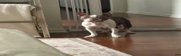 Boston Terrier dogs for sale: Boston Terrier 2 (Leia) - Ad 13