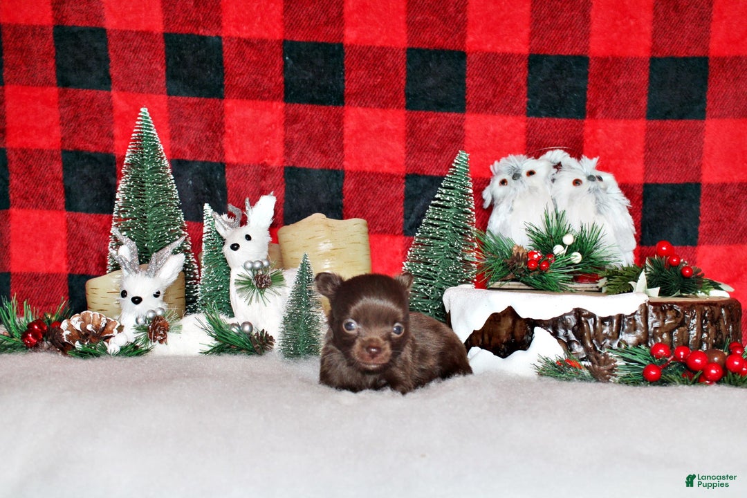 Chihuahua dogs for sale: Yaritza - Ad 3