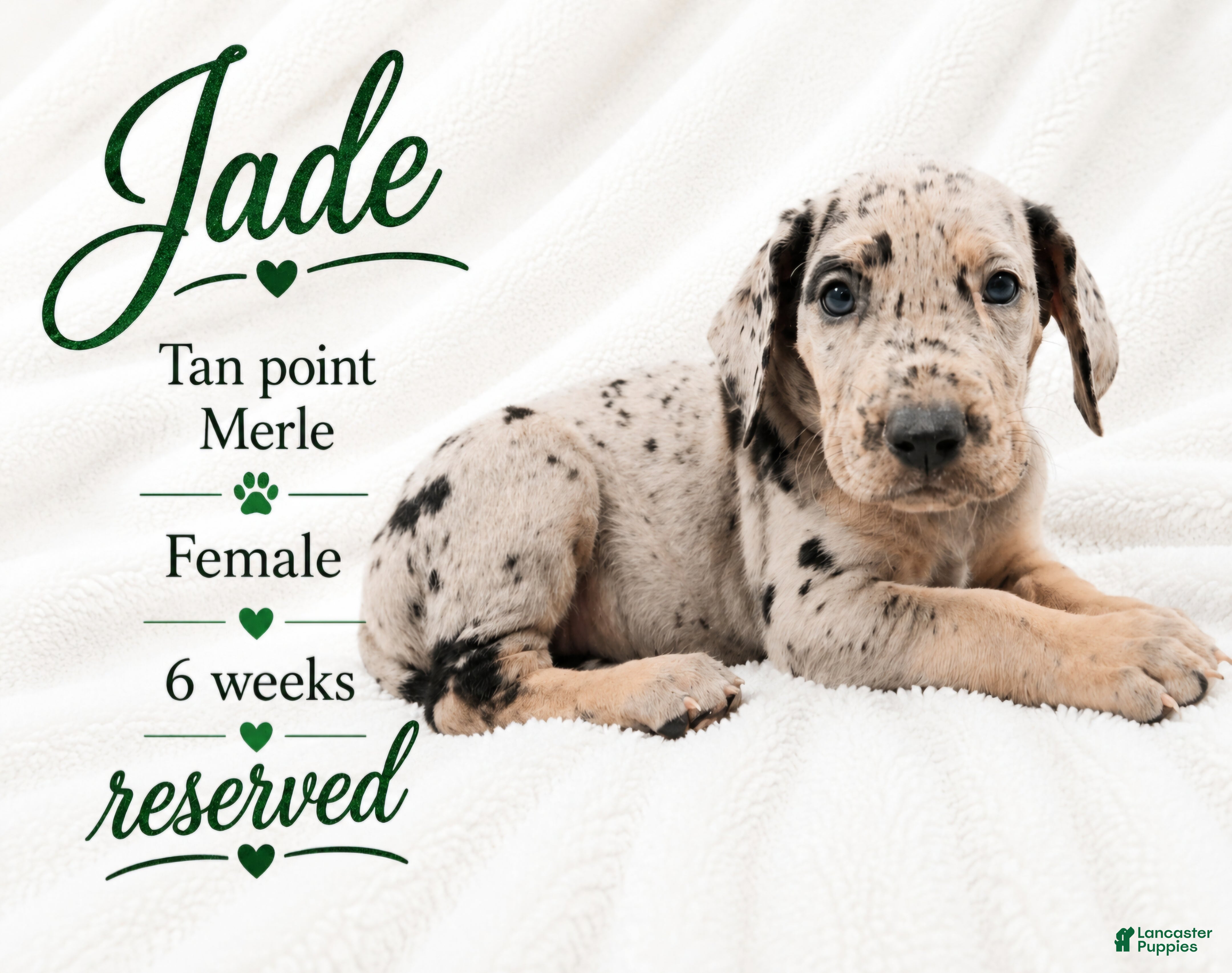 Great Dane dogs Jade - Ad 13