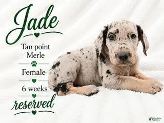 Great Dane dogs Jade - Ad 13