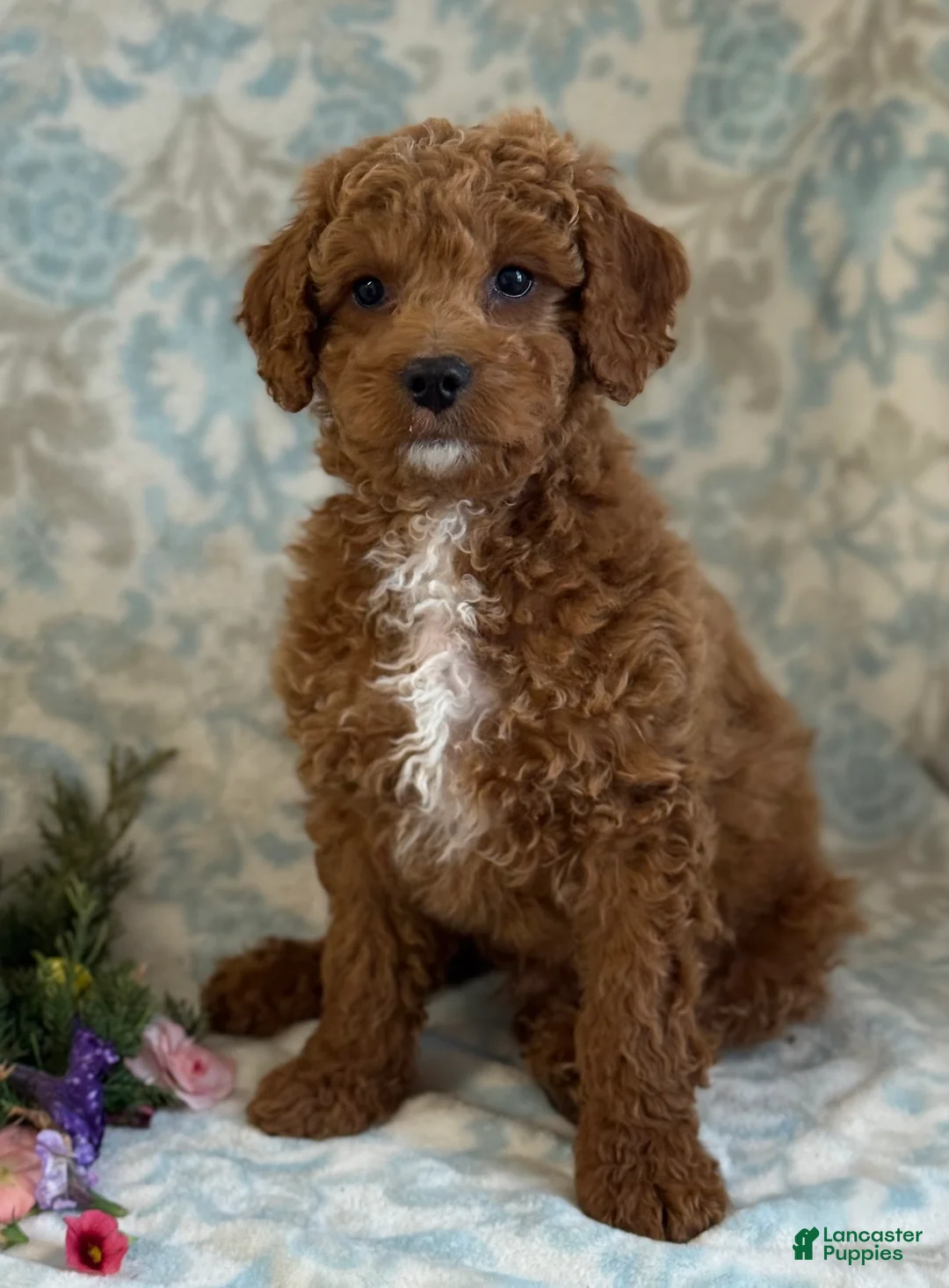 Mini Goldendoodle dogs for sale: Bingo - Ad 6